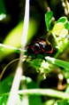 /album/coleoptera/chrysomela-aeneicollis-2-jpg/